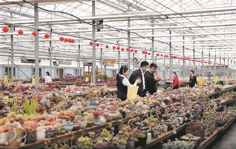 桓台：新兴技术让多肉种植迈向智能化
