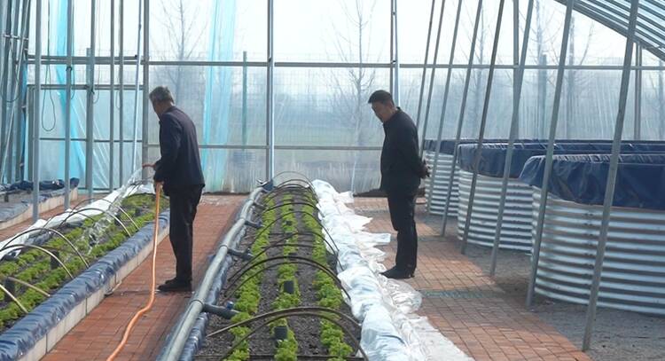 潍坊诸城：鱼菜共生 打造特色农业新模式