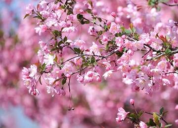 烟台：春意浓 踏青赏花正当时