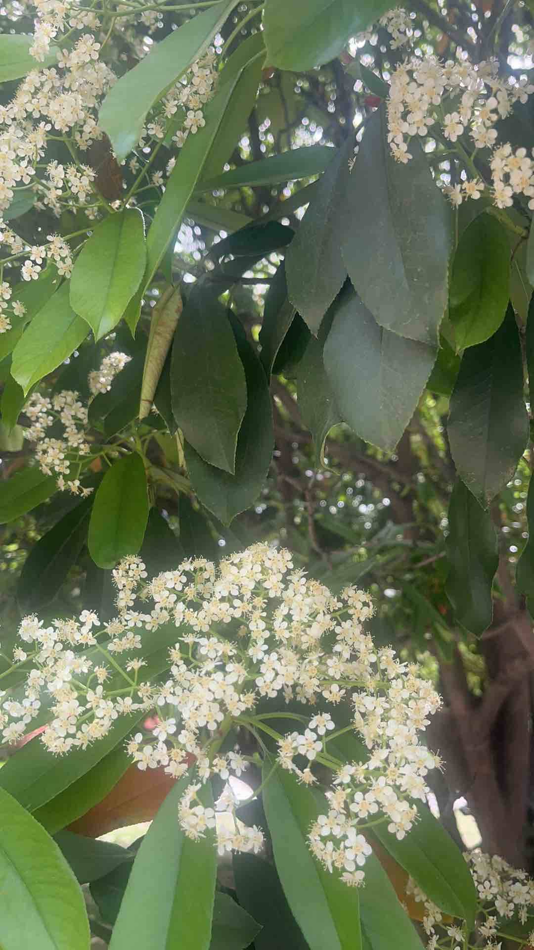 诗画山东 | 枣庄西沙河畔石楠花开 花团锦簇层层叠叠