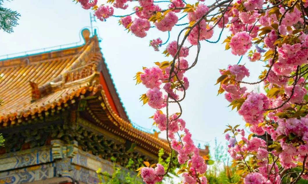 组图|百花簇拥 泰安千年古庙焕发灵动诗意