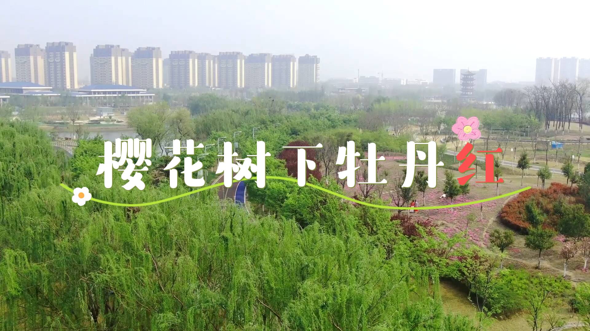 东阿大棚樱桃“红” 乡村振兴“果”飘香