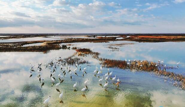 守护河海湿地 书写共生之美——写在第56个世界地球日之际