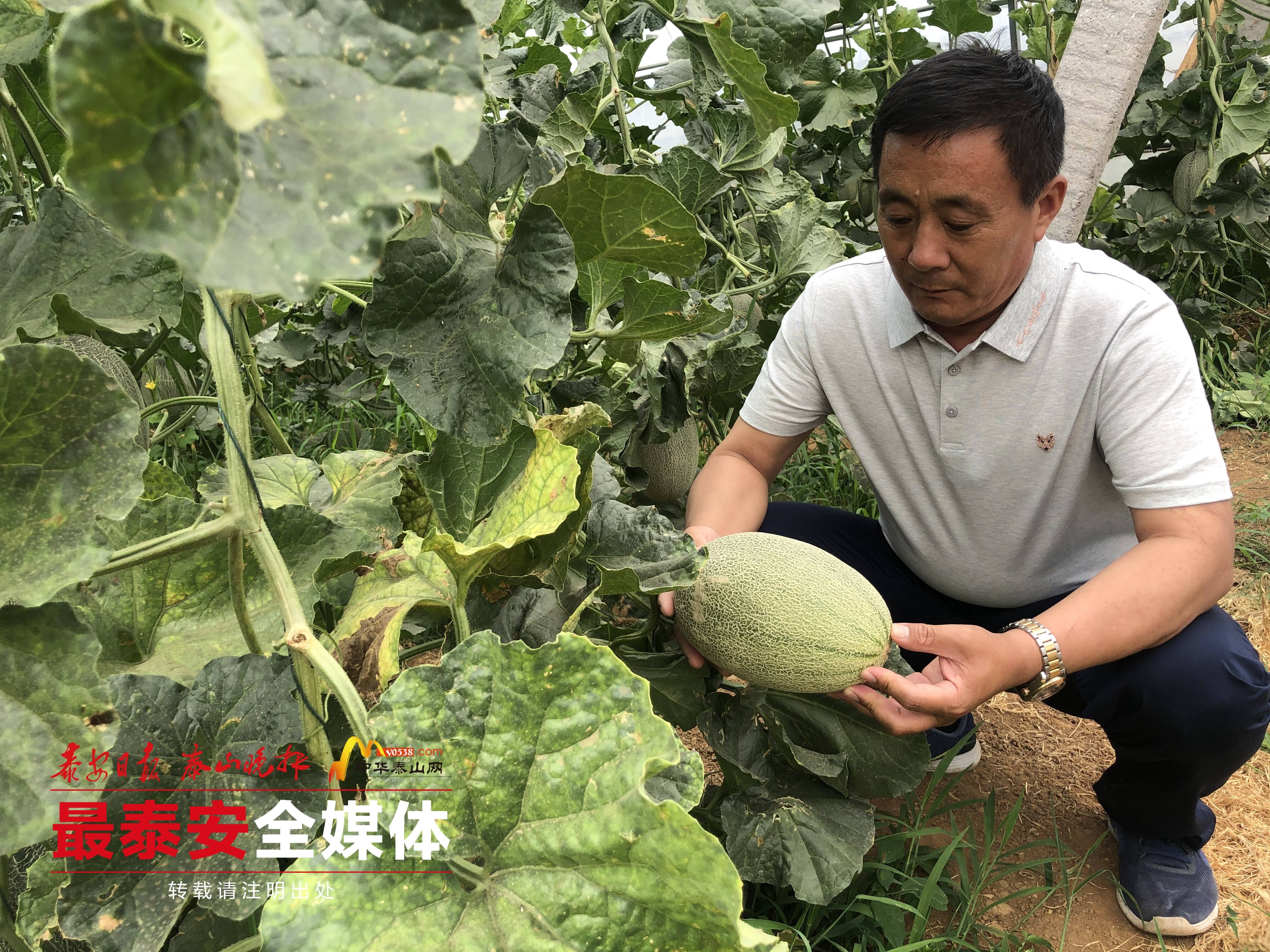 泰安榜样丨王兴宝：“大棚书记”的致富领航之路