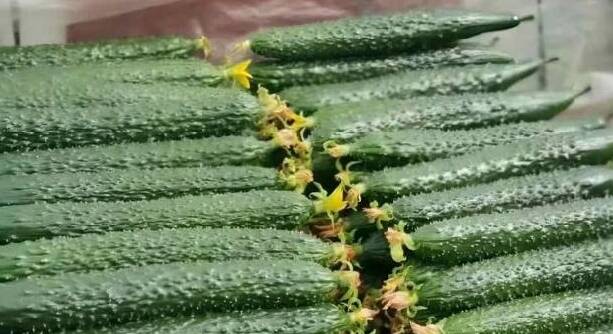 沂南苏村：线上线下“拍”黄瓜