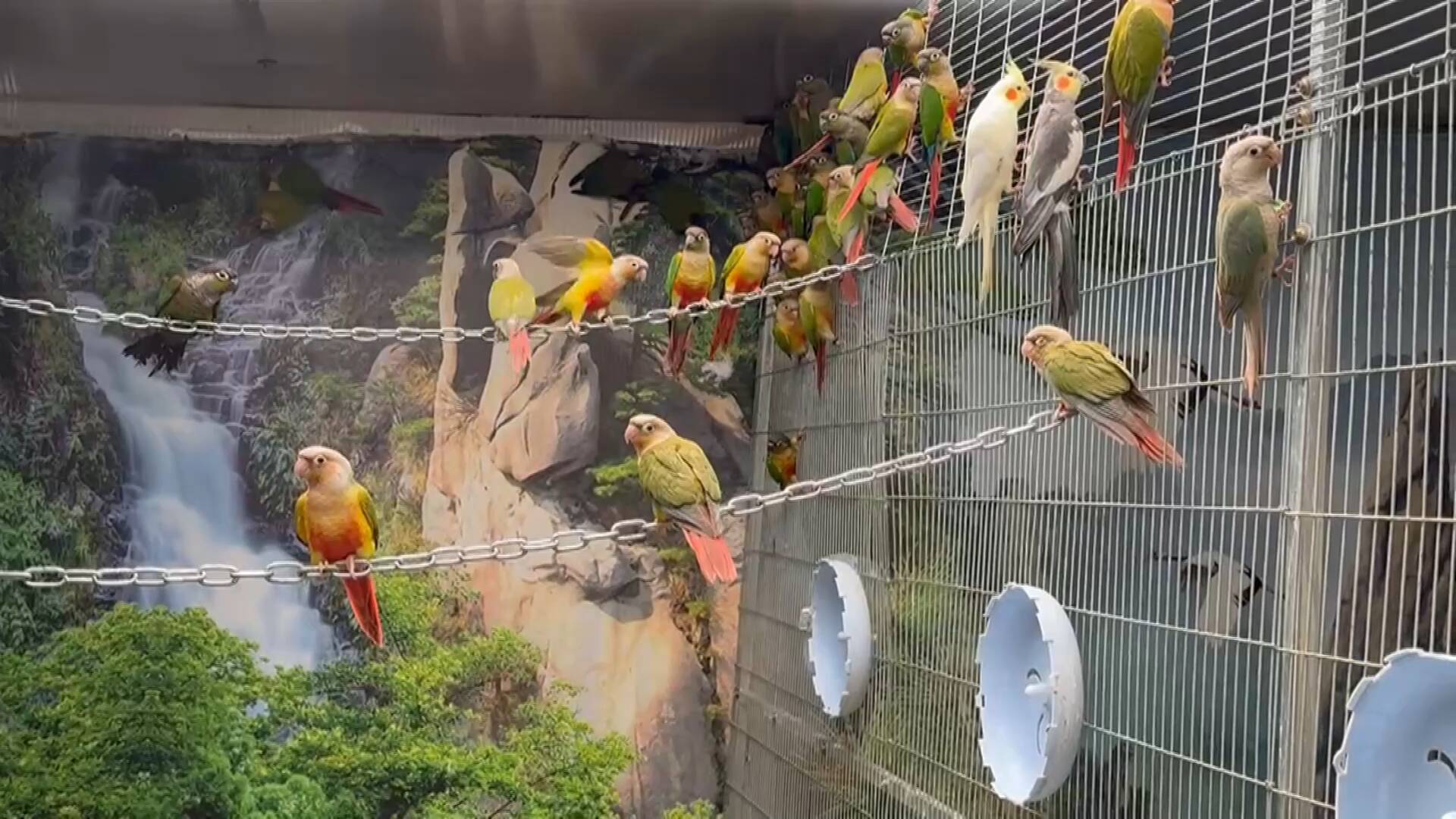 常见宠物鸟类——宠物鹦鹉