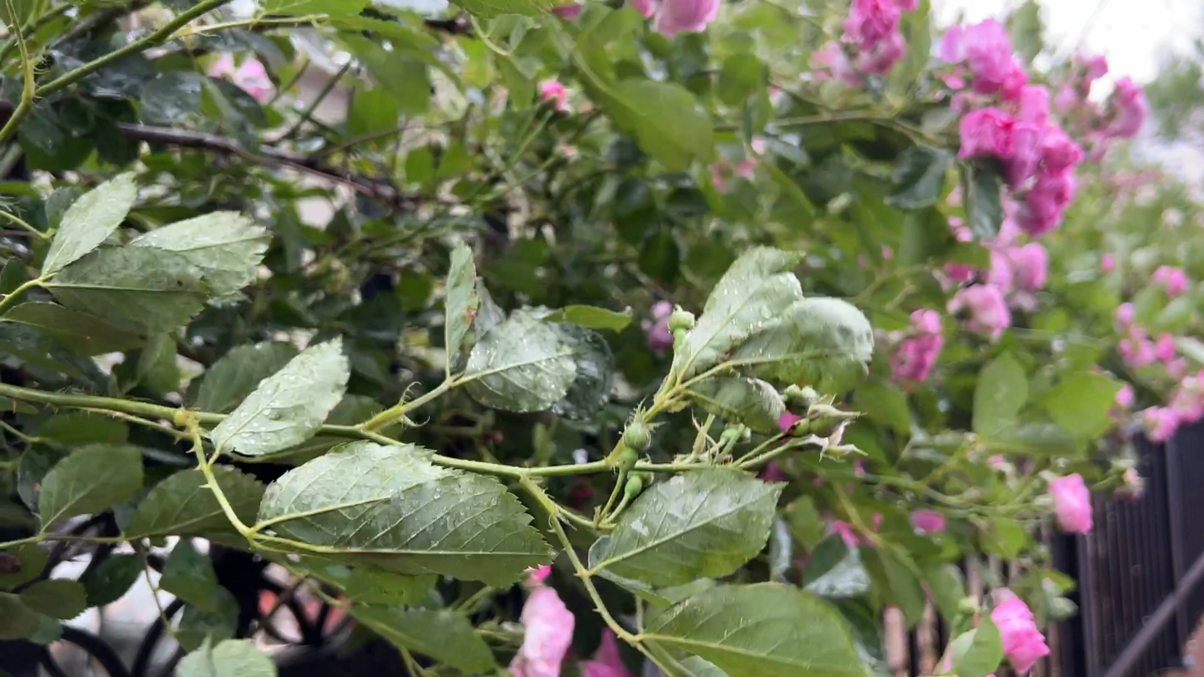 局地冰雹+9級雷雨大風！濟南發布雷雨大風黃色預警信號