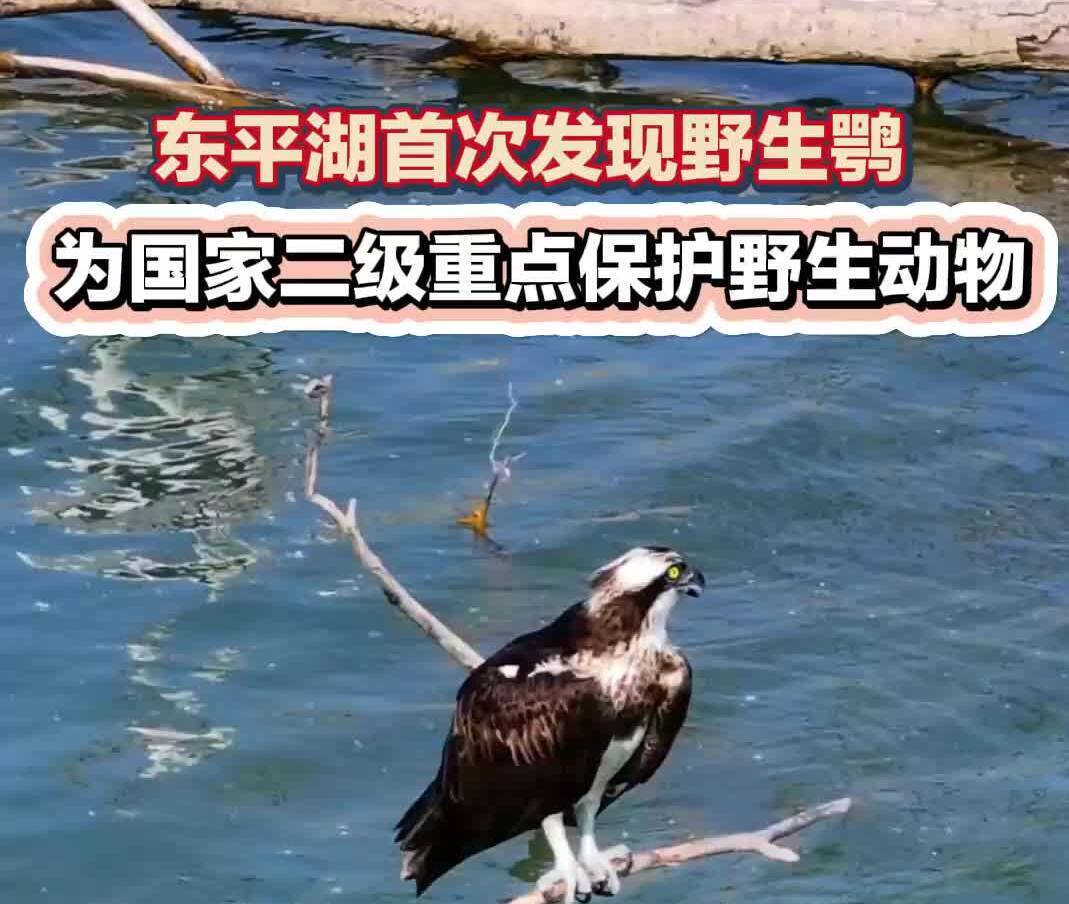 东平湖首次发现野生鹗​ 为国家二级重点保护野生动物