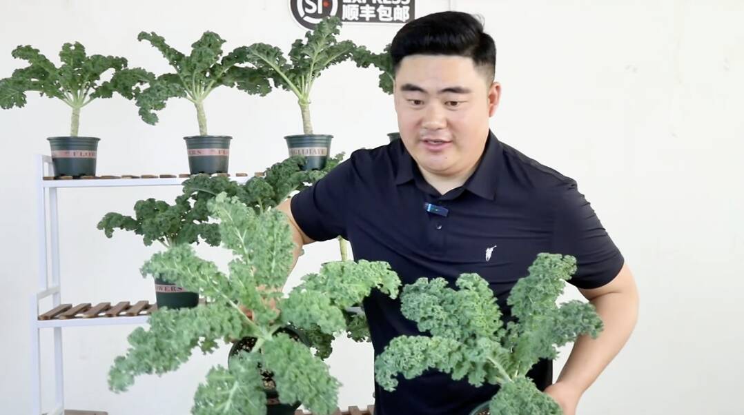 泰安市宁阳县：羽衣甘蓝“绿”动产业 电商直播开启致富新篇
