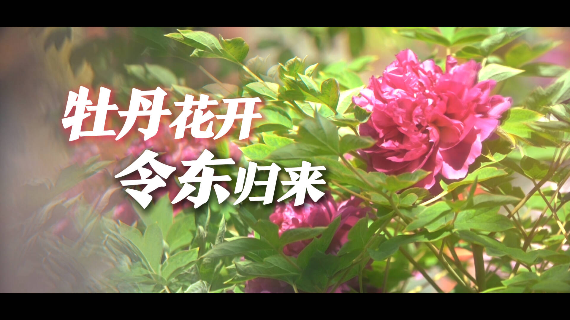 微紀錄｜牡丹花開 令東歸來