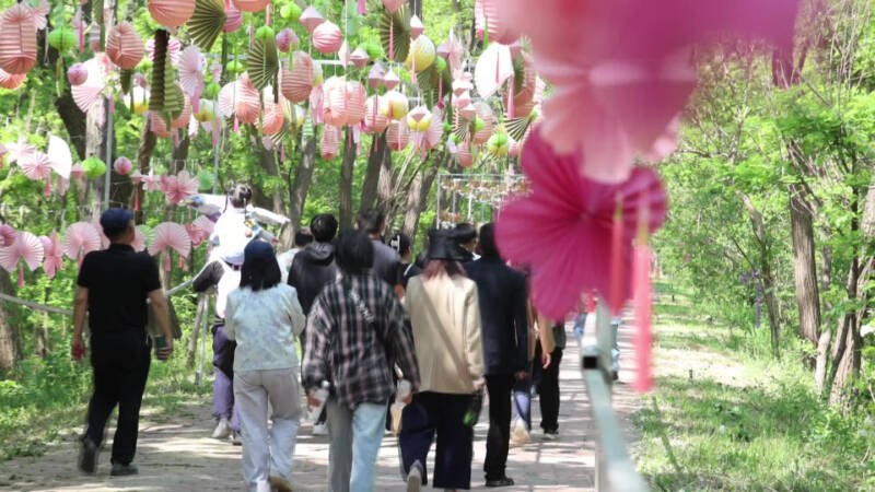 临邑：万亩槐花竞相绽放 “打卡游”升级为“深度体验​游”