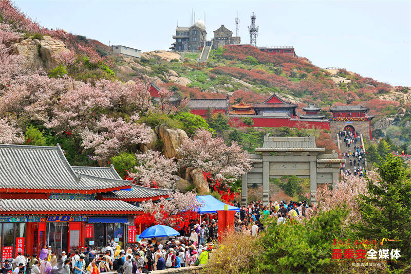 泰山极顶 海棠绽放