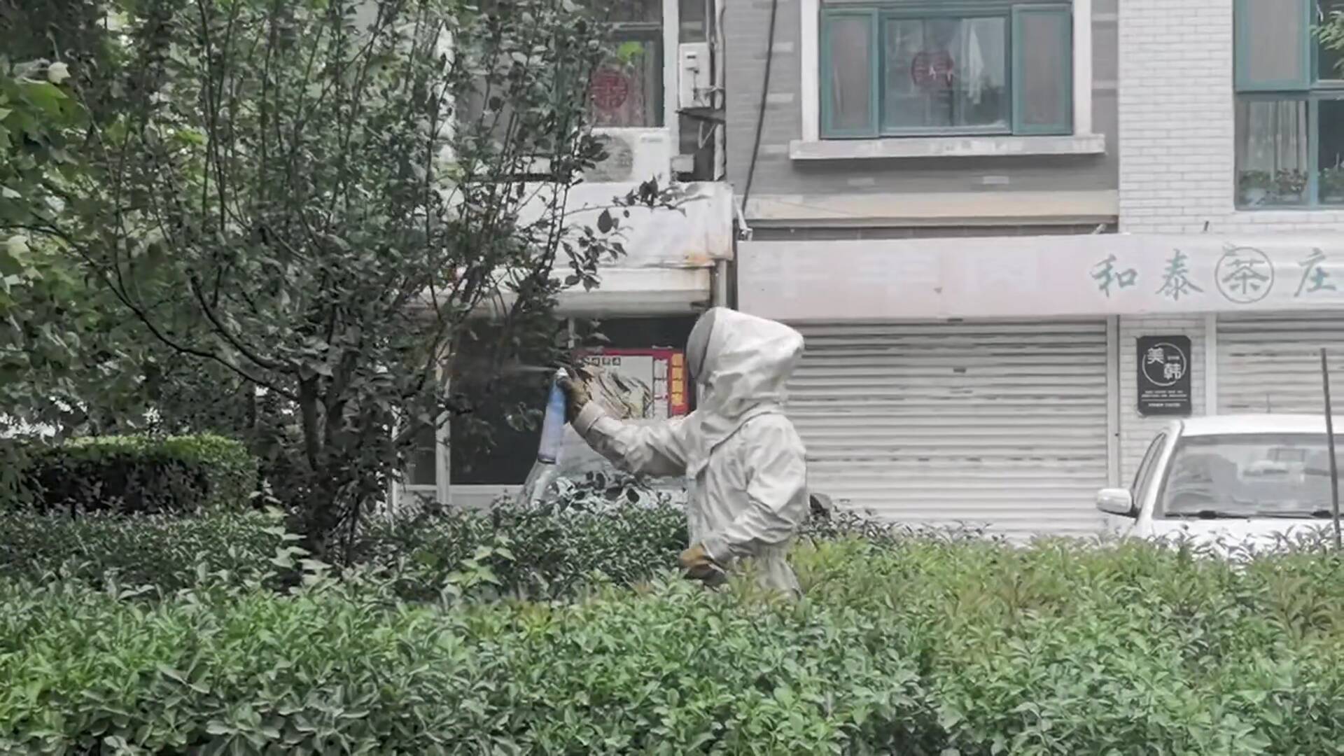 滨州：马蜂在小区绿化带安家 消防紧急处置