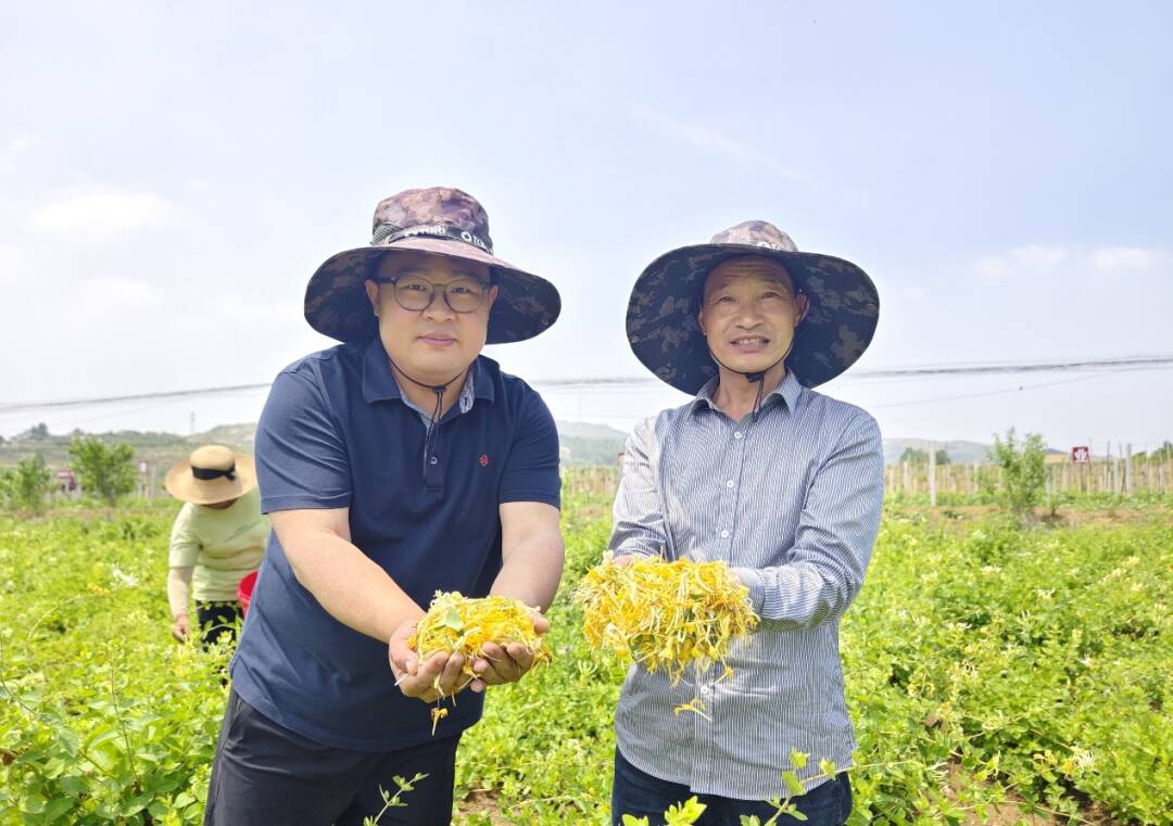 臨沂農擔用好“本草貸”特色產品 助力平邑金銀花產業高質量發展