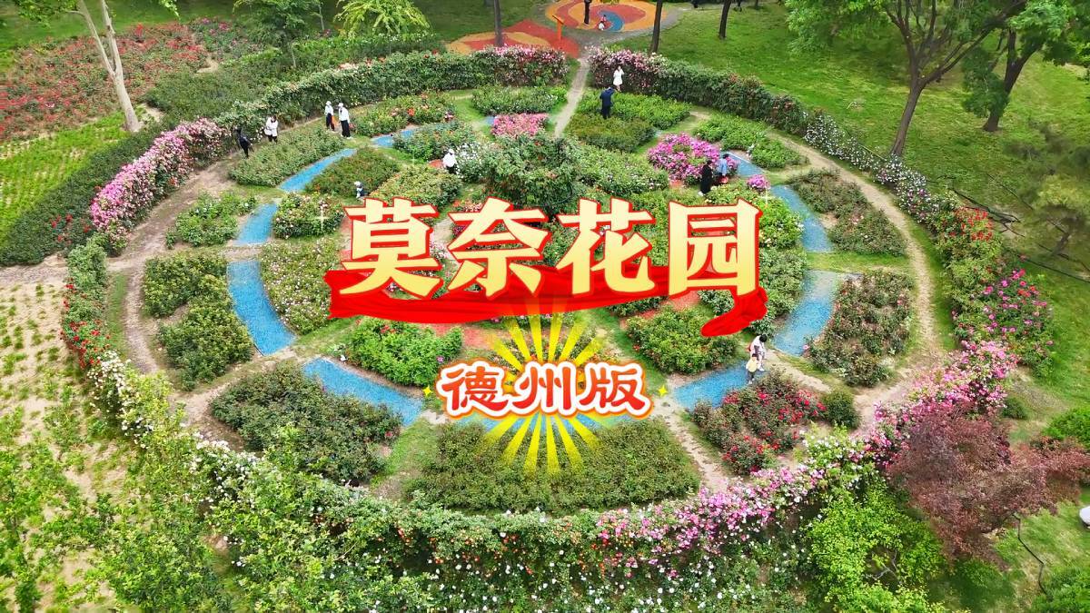 诗画山东丨德州：“莫奈花园”月季盛放 开启浪漫赏花季