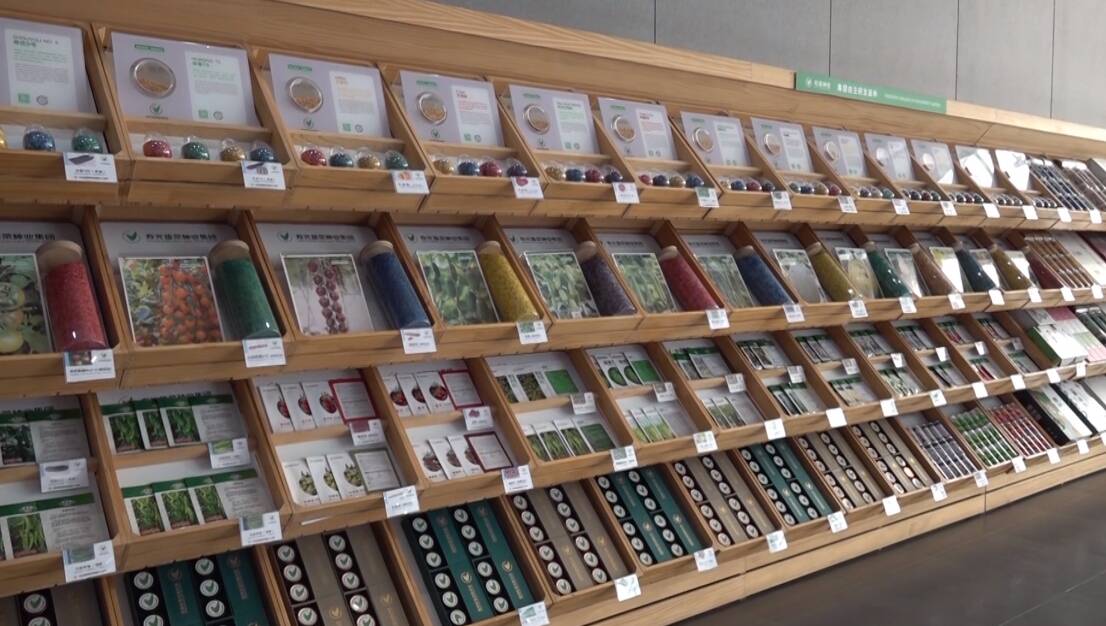 【跟着马拉松看寿光】潍坊寿光：培育发展“芯”质生产力 打造“全国蔬菜种业硅谷”
