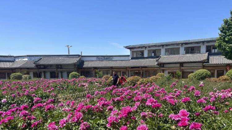 泰山花海景区“免票”活动献礼母亲节 共赴天颐湖畔的专属浪漫
