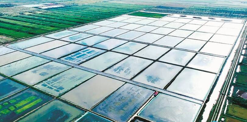 深耕碧海 牧渔未来!东营现代渔业奏响高质量发展强音