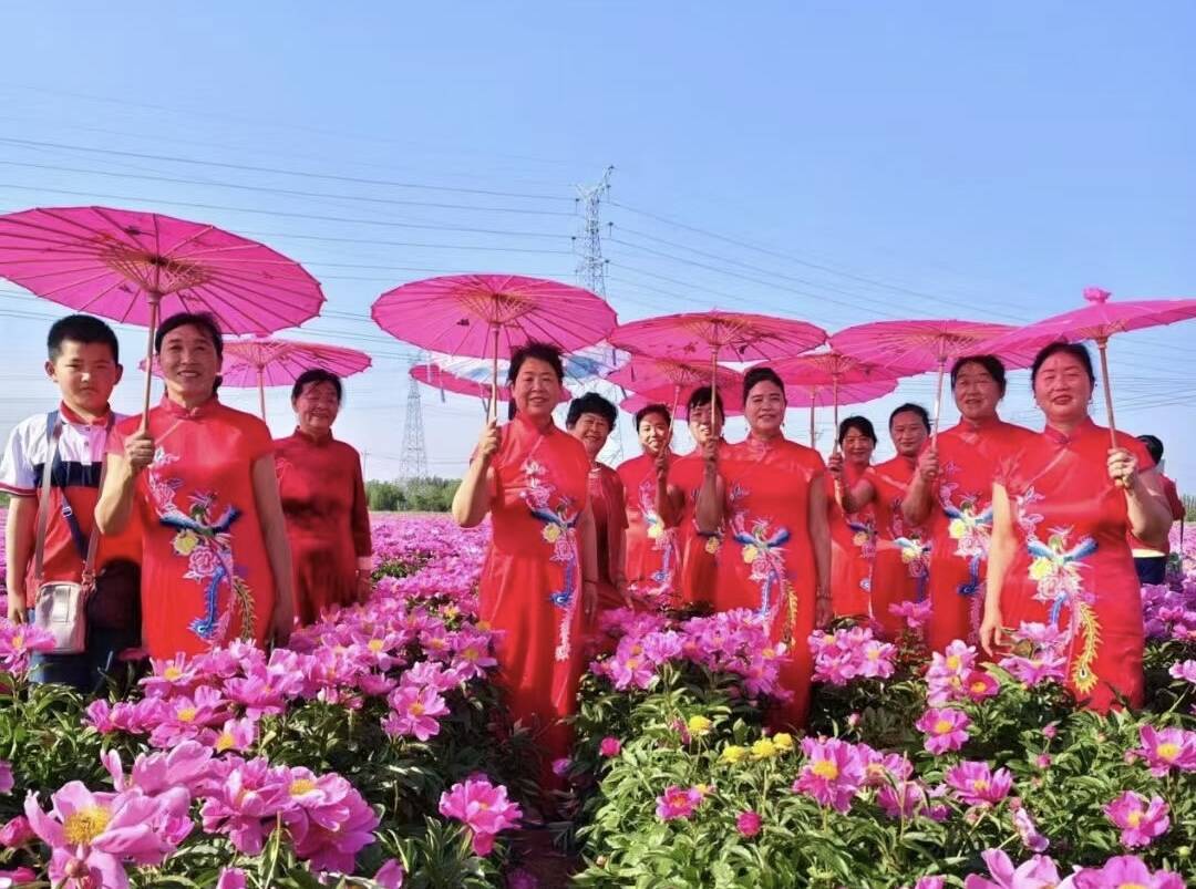 陽信：芍藥花海映襯傳統文化魅力 洋湖鄉賞花季引近萬游客