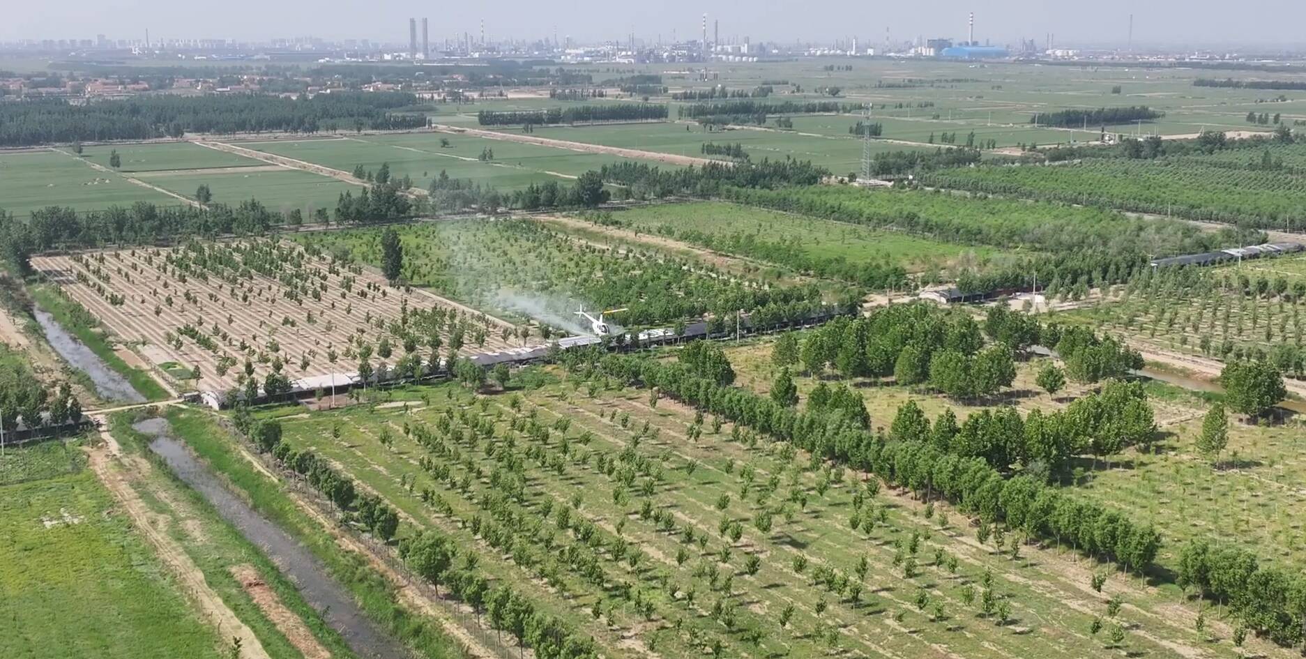 ​利津：直升机“飞防”撑起森林“保护伞” 较传统方式提升约30%效率