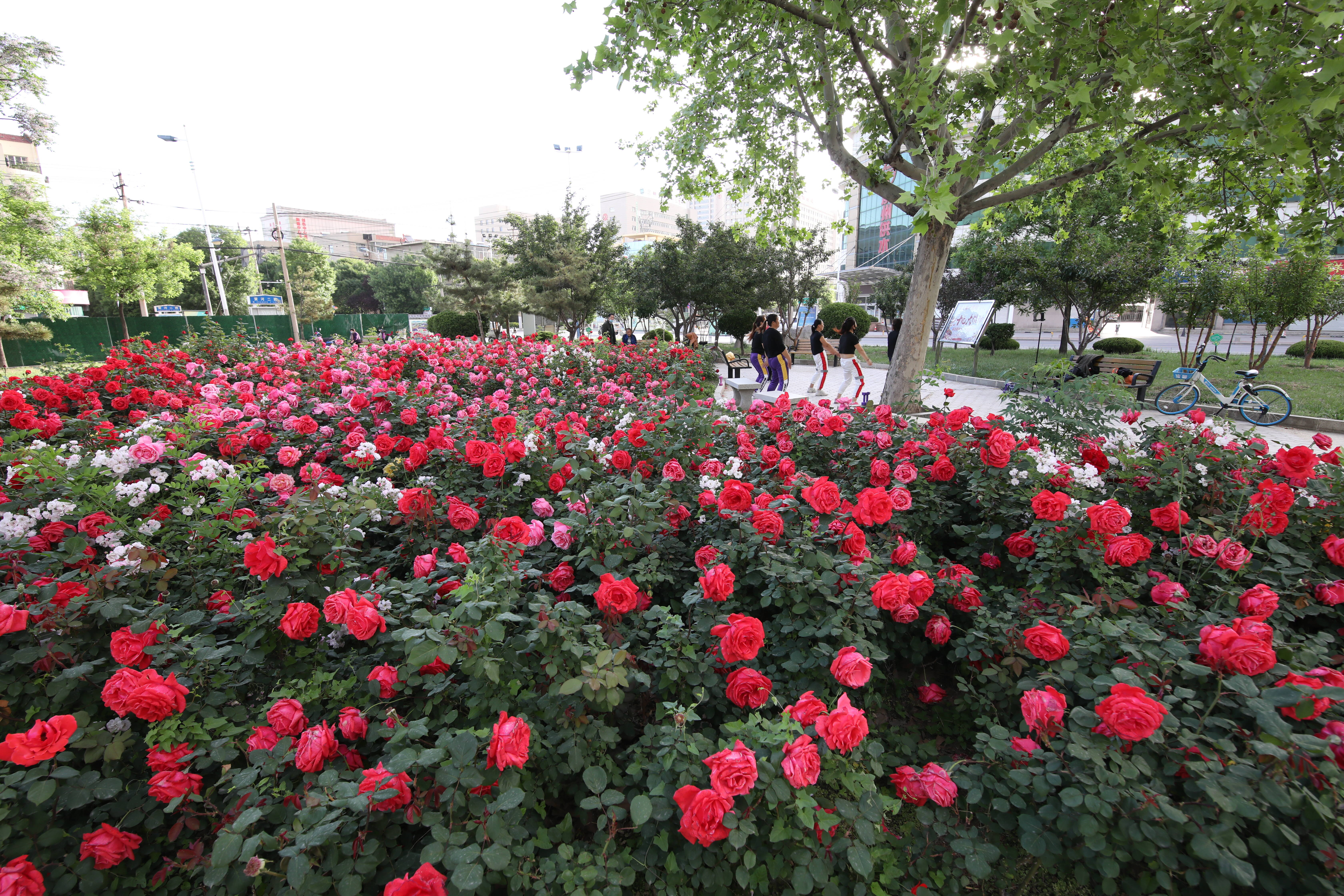 別讓鮮花“哭泣”！濱州呼吁市民文明賞花、拒絕采摘踐踏