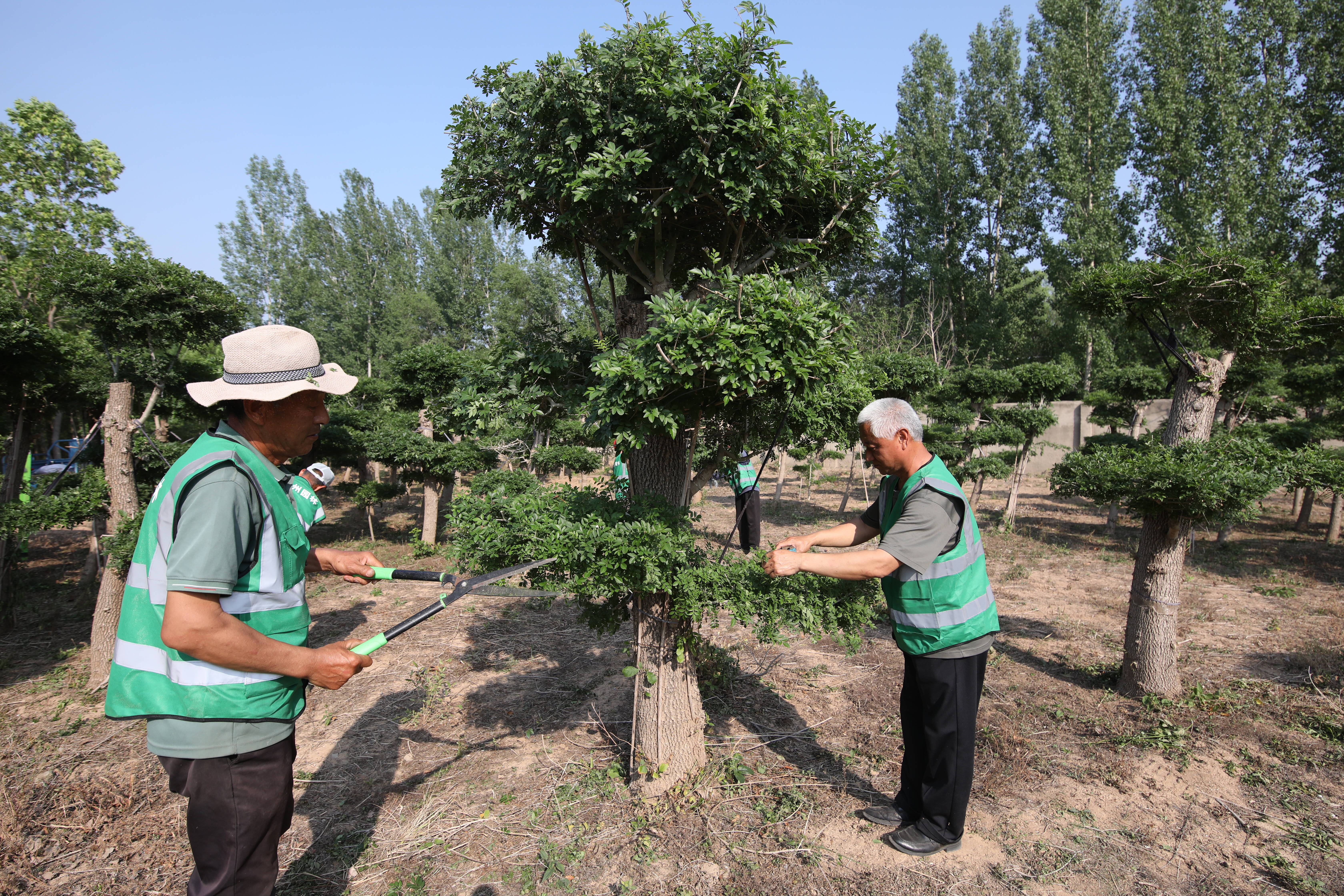 科技赋能 变废为宝｜滨州：1200株“废树”变身城市景观新亮点
