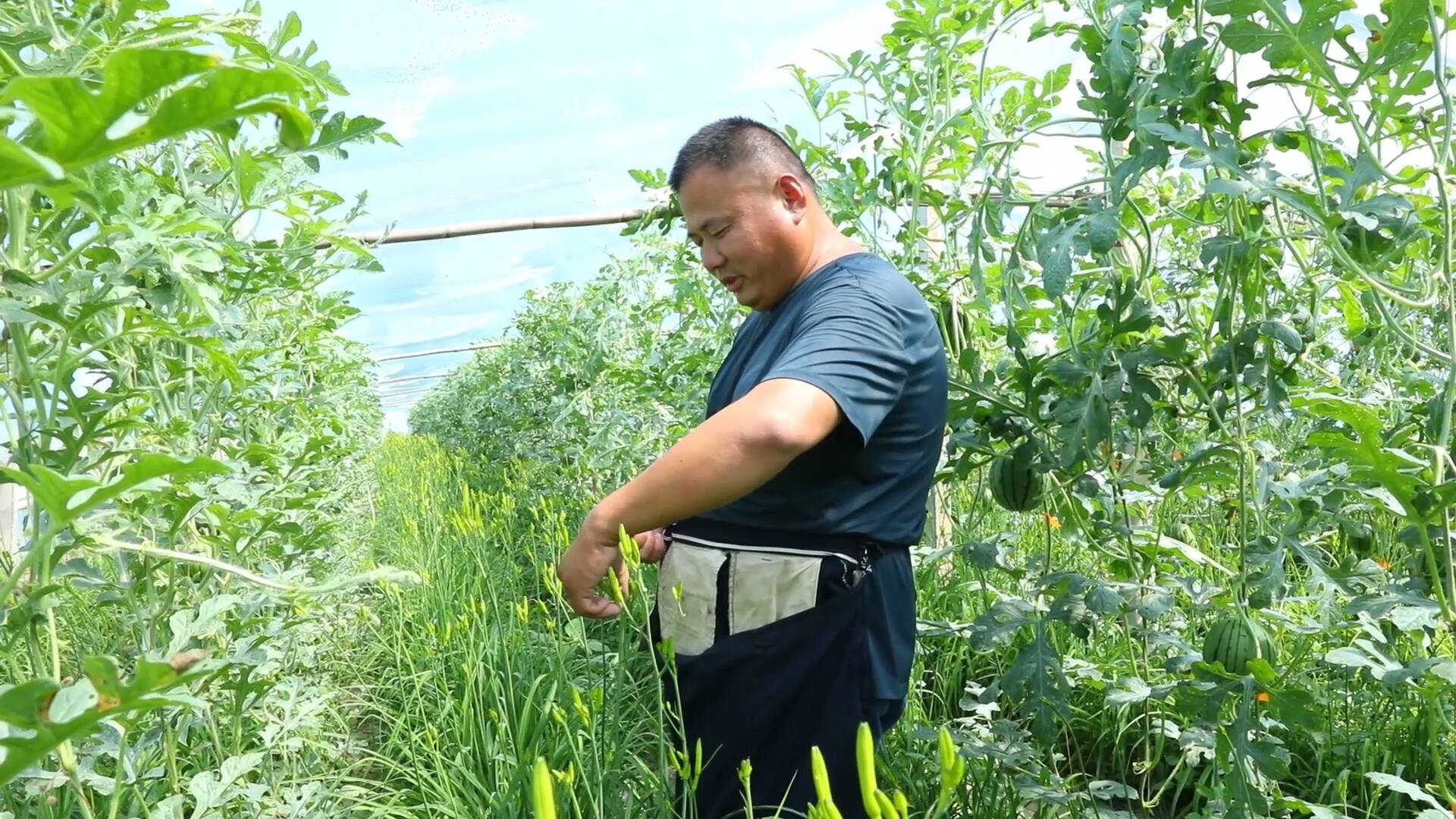 聊城东昌府区“特早熟”黄花菜“出圈” “金色产业”助力乡村振兴