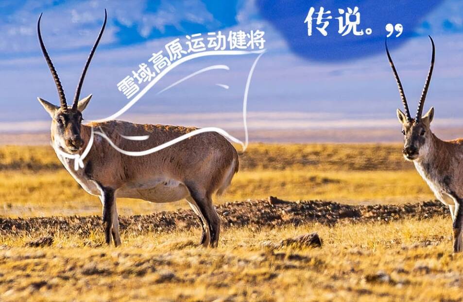 天天學習｜習近平特別關注的“TA們”