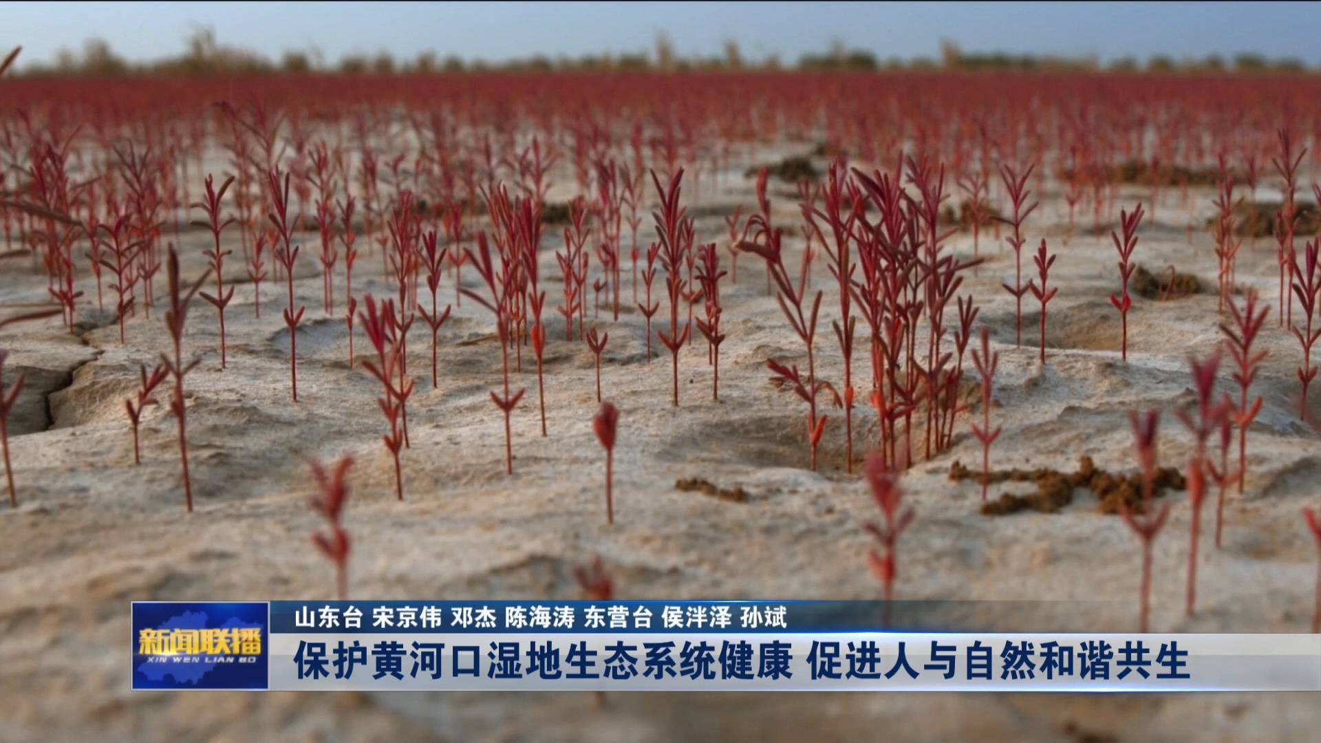 联播关键词｜保护黄河口湿地生态系统健康