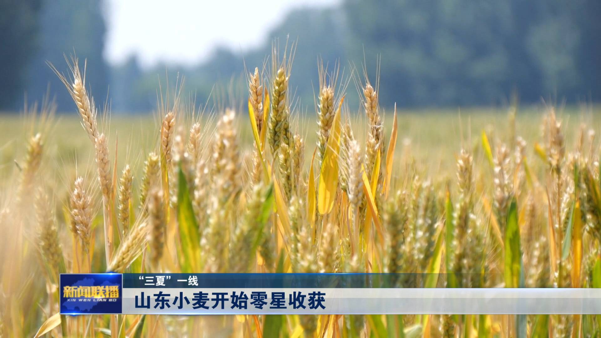 联播关键词｜山东小麦开始零星收获