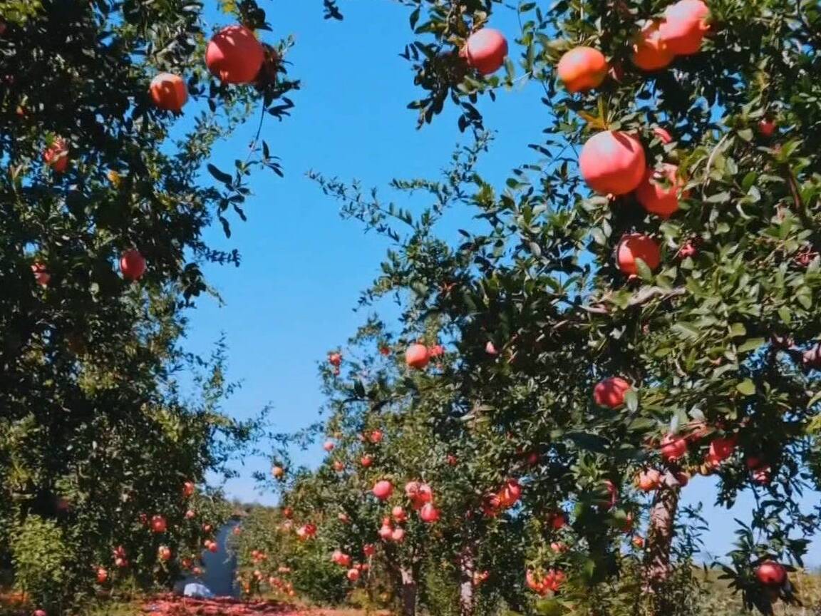 聯(lián)播關(guān)鍵詞｜石榴之鄉(xiāng)紅似火