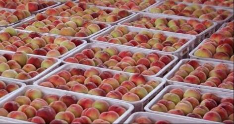 临沂蒙阴蜜桃进入“甜蜜”倒计时