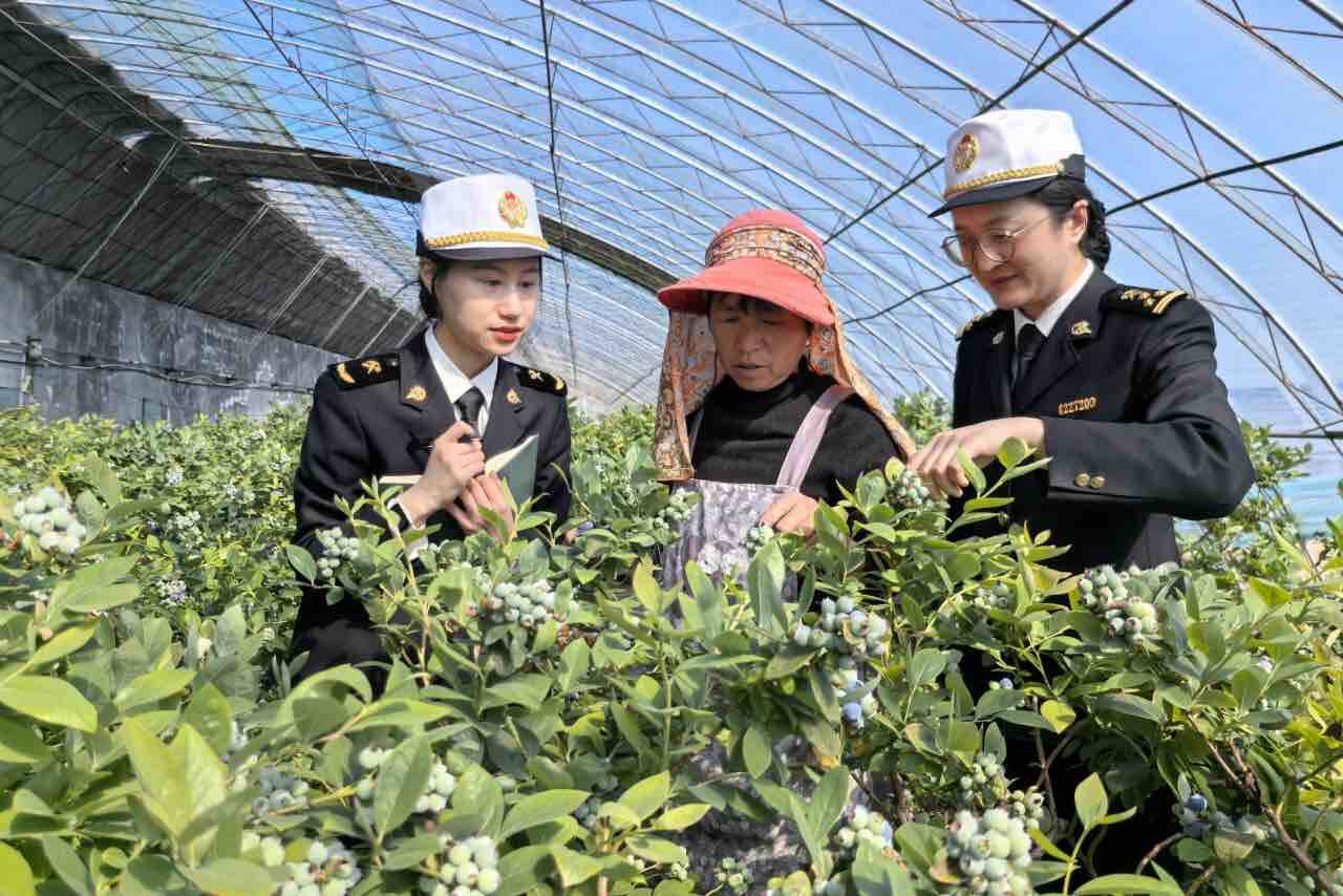 山東藍莓香飄海外