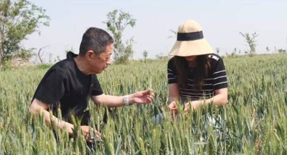 智慧田管显成效 科技护航保丰收——东营市多措并举力促夏粮稳产增收