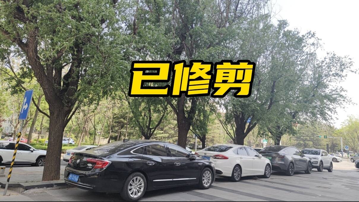 網絡問政·辦實事 | 網友：路邊枯枝存在安全隱患 街道：已協調修剪完畢