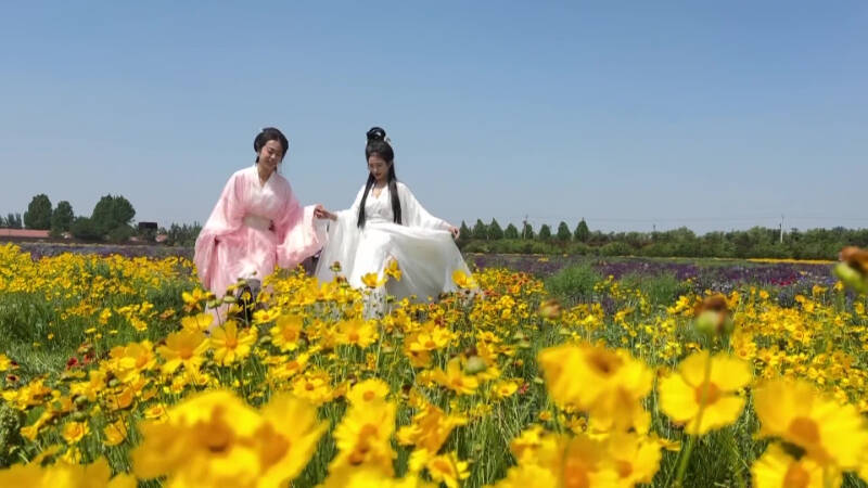 禹城：百亩花海“邂逅”汉服古韵  “花旅+”引领文旅新风尚