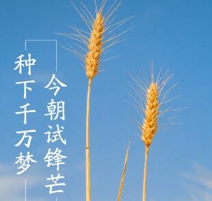 閃電海報丨芒種忙種，愿你的忙，始于熱愛，結(jié)于豐盈