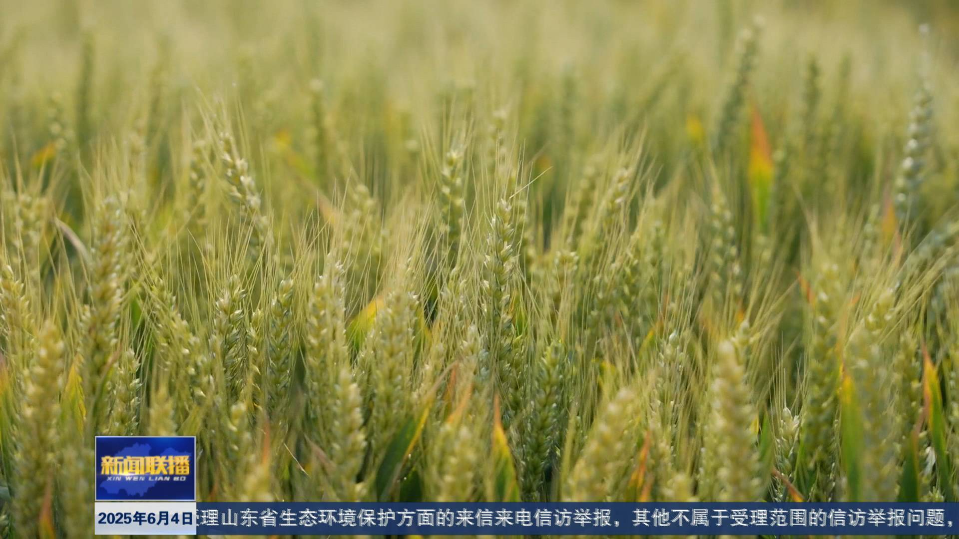 聯播關鍵詞｜良種培育