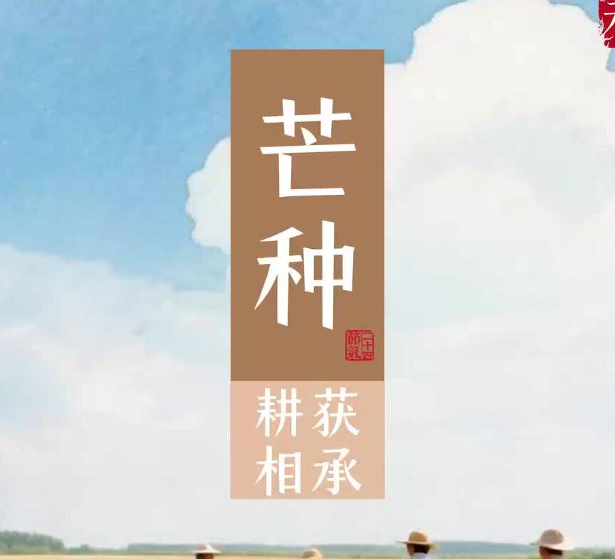【芒种节气】耕获相承