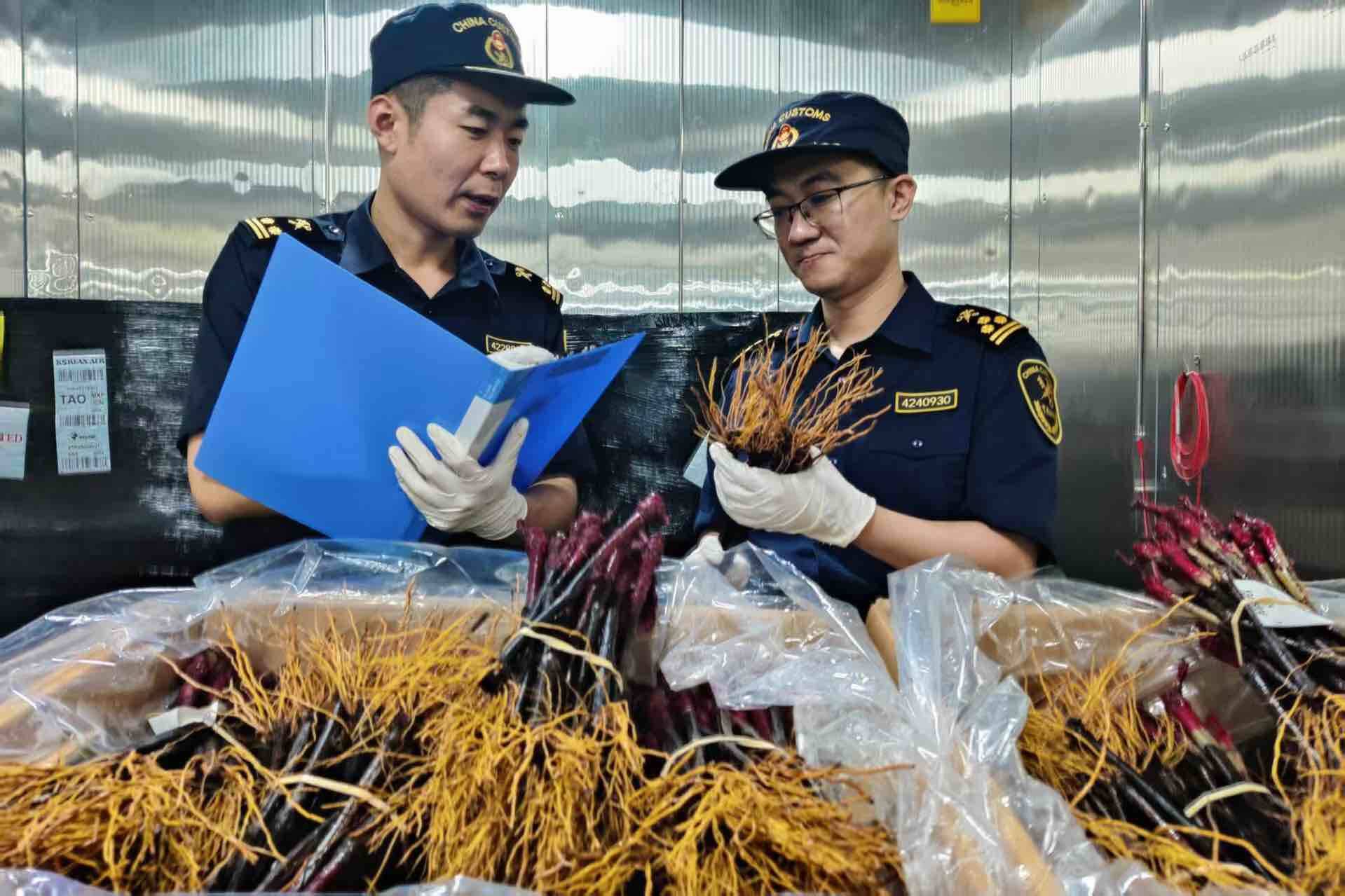 2萬株法國進(jìn)口葡萄苗落地青島空港