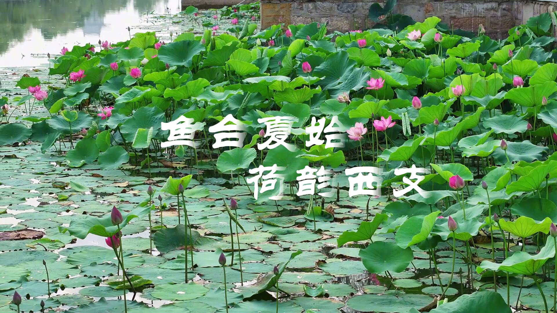 漫步鱼台西支河：遇见初夏的荷花盛宴