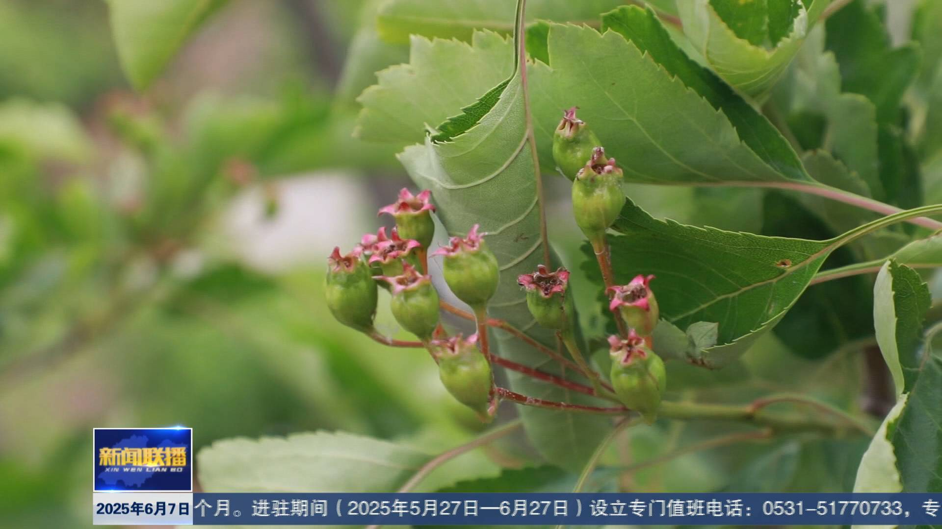 联播关键词｜金银花开“金银”来