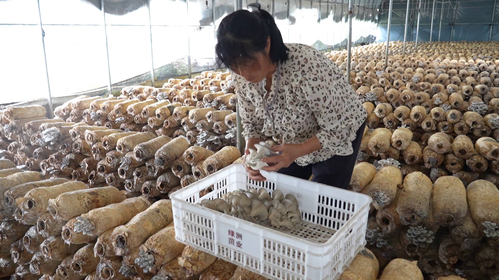 “小菌菇”大“蘑”力！临清“蘑菇经济”撑起乡村振兴“致富伞”