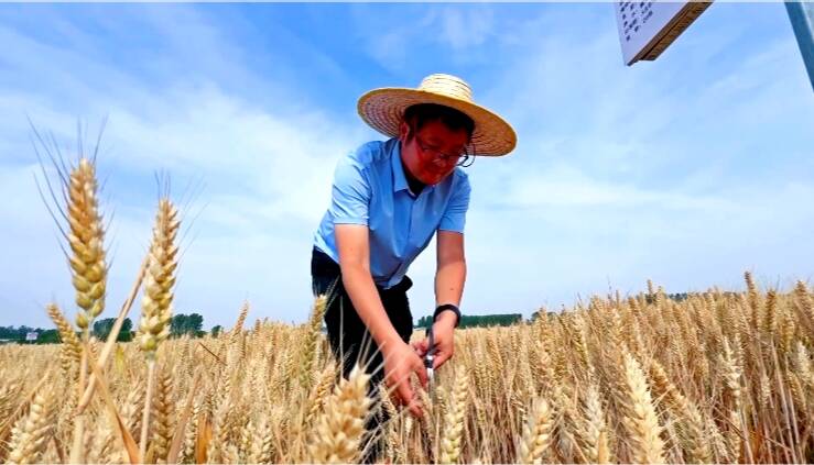 潍坊：农技人员田间测产“把脉” 助力科技赋能粮食丰收