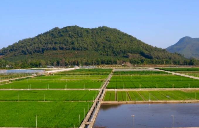 學習知行·中國式現代化丨在希望的田野上