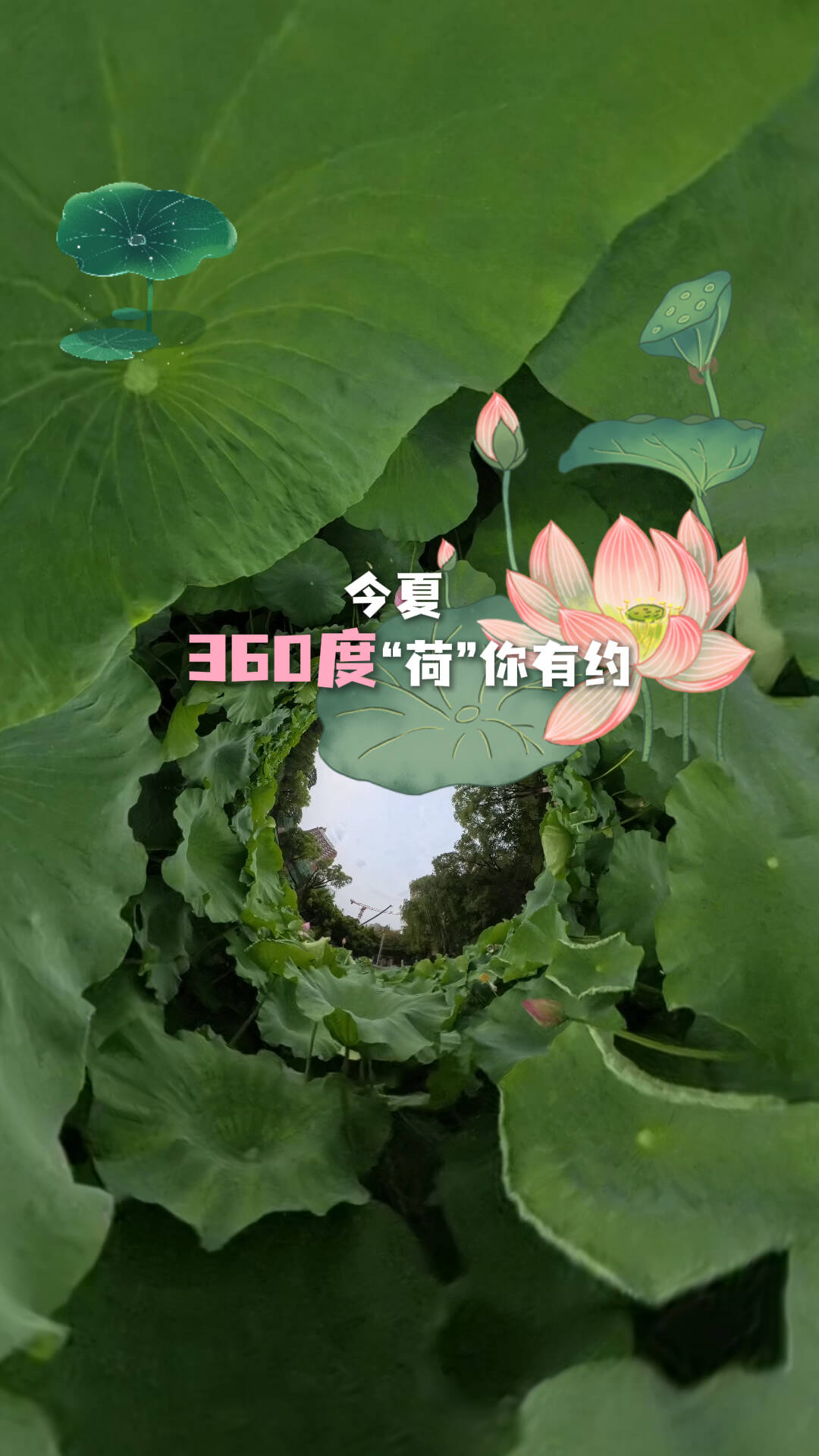 今夏 360度“荷”你有约！