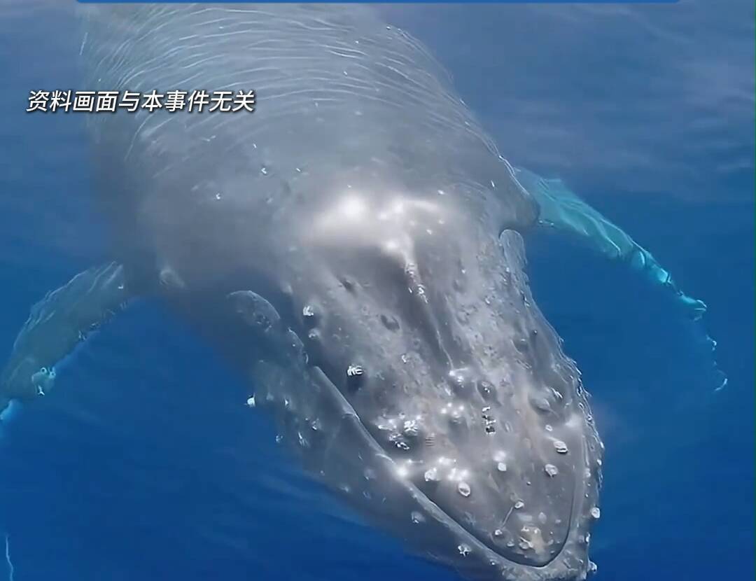 座头鲸制造气泡试图与人类互动