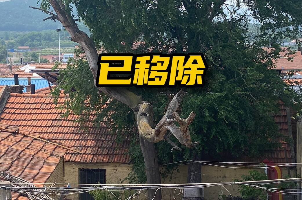 網(wǎng)絡(luò)問政辦實(shí)事 | 留言后，房前枯樹被處理了