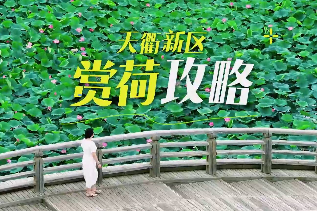 点击查收天衢新区赏荷攻略！赴一场夏日限定的荷花盛宴