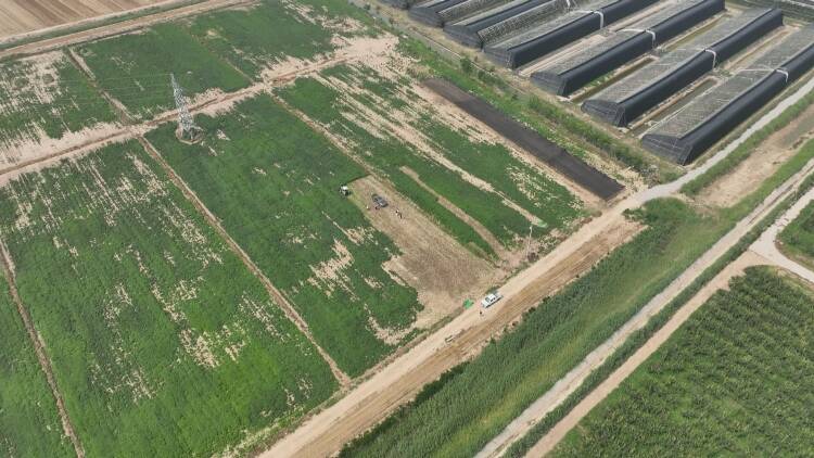东营市东营区：“空天地一体化”智慧农业 助力盐碱地种出清爽小薄荷